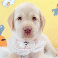 Labrador Retriever ��������