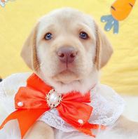Labrador Retriever ��������