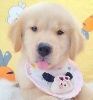 Golden Retriever �ƽ���Ȯ