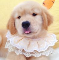 Golden Retriever �ƽ���Ȯ