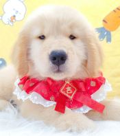 Golden Retriever �ƽ���Ȯ