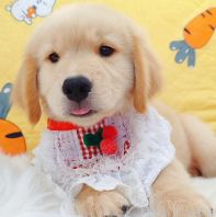 Golden Retriever �ƽ���Ȯ