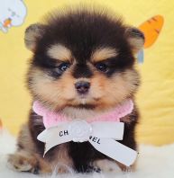 Pomeranian ����