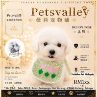 Bichon Frise 比熊 Bichon Frise 比熊
