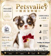 Chihuahua 吉娃娃 Chihuahua 吉娃娃