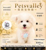 Poochon 泰迪熊 Poochon 泰迪熊