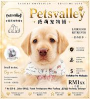 Labrador Retriever 拉布拉多 Labrador Retriever 拉布拉多