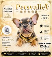 French Bulldog 法斗 French Bulldog 法斗