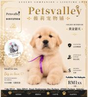 Golden Retriever 黄金猎犬 Golden Retriever 黄金猎犬
