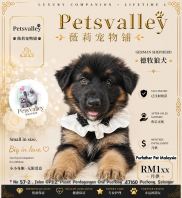 German Shepherd 德国牧羊犬 German Shepherd 德国牧羊犬