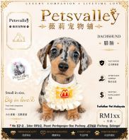Dachshund 腊肠狗 Dachshund 腊肠狗