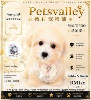 Maltipoo 马尔泰迪 Maltipoo 马尔泰迪