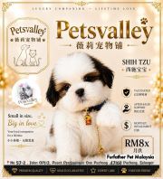 Shih Tzu 西施 Shih Tzu 西施