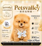 Pomeranian 博美 Pomeranian 博美