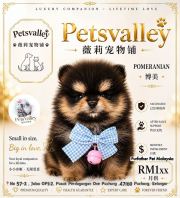 Pomeranian 博美 Pomeranian 博美
