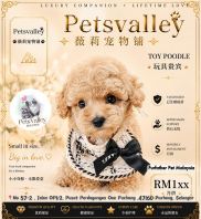 Poodle 泰迪贵宾 Poodle 泰迪贵宾