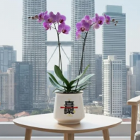 Chinese New Year Phalaenopsis Flowerpot Kuala Lumpur Malaysia PC1247-18541-WH �������Ǽ�¡�´��ں��������껨��