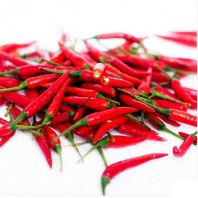 Red Chili Padi Red Chili Padi