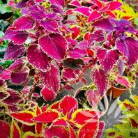 Coleus Plants
