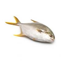 Frozen Golden Pomfret (Ikan Bawal Emas) Supplier Malaysia | Cheong Vege