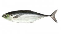 Frozen Torpedo Scad (Ikan Cencaru) Supplier Malaysia | Cheong Vege