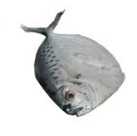 Frozen Ikan Kapak Supplier Malaysia | Cheong Vege