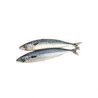 Frozen Mackerel Supplier Malaysia | Cheong Vege