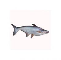 Frozen Black Patin Supplier Malaysia | Cheong Vege