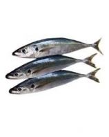 Frozen Sardine Supplier Malaysia | Cheong Vege