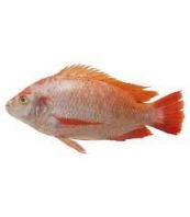 Frozen Red Tilapia Supplier Malaysia | Cheong Vege