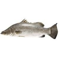 Frozen Seabass(Ikan Siakap) Supplier Malaysia | Cheong Vege