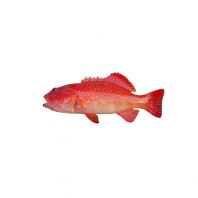 Frozen Red Grouper Supplier Malaysia | Cheong Vege