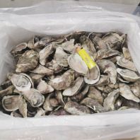 Whole Oyster