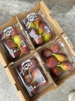 Japan Fig