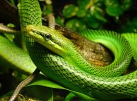 Red Tailed Racer (Red-Tailed Green Ratsnake)