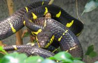 Mangrove Snake (Gold-Ringed Cat Snake)