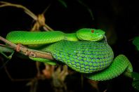 Pope's Pit Viper