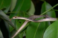 Bronze Striped Snake (Painted Bronzeback)