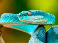 White-Lipped Island Pit Viper (Blue & Yellow Morphs)