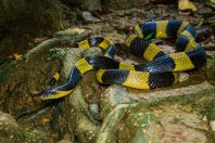 Banded Krait