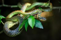 Paradise Tree Snake (Flying Snake)