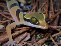Malayan Banded Bent-Toed Gecko