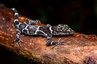 Slender-Toed Gecko (Peters' Bent-Toed Gecko)