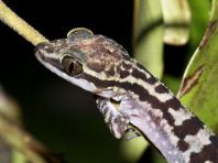 Marbled Slender-Toed Gecko (Marbled Bent-Toed Gecko)