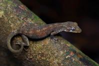 Web Footed Gecko (Short-Fingered Bent-Toed Gecko)