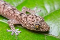 Spotted Tree Gecko (Warty House Gecko)