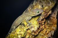 Green Eye Gecko (Smith's Green-Eyed Gecko)
