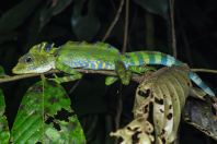 Great Angle-Headed Lizard (Forest Dragon)