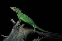 Green Crested Lizard