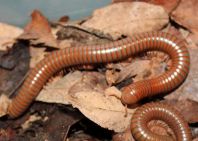 Giant Millipedes (Giant African Type)